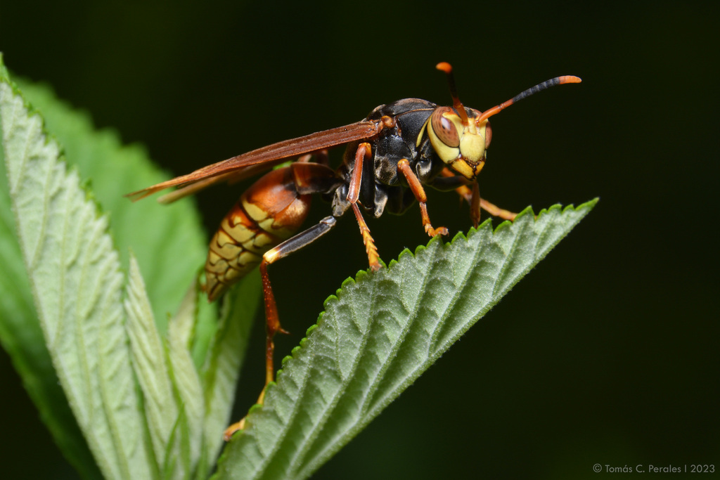 Buysson's Paper Wasp