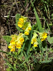 Primula veris macrocalyx