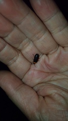 Abscondita cerata