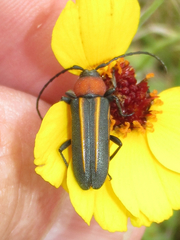 Mannophorus laetus