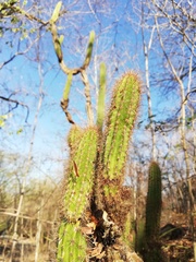 Pilosocereus