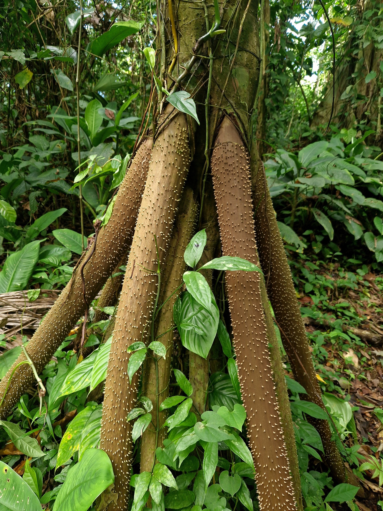 Imagem de Palmeira-rabo-de-peixe