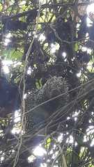 Coendou longicaudatus