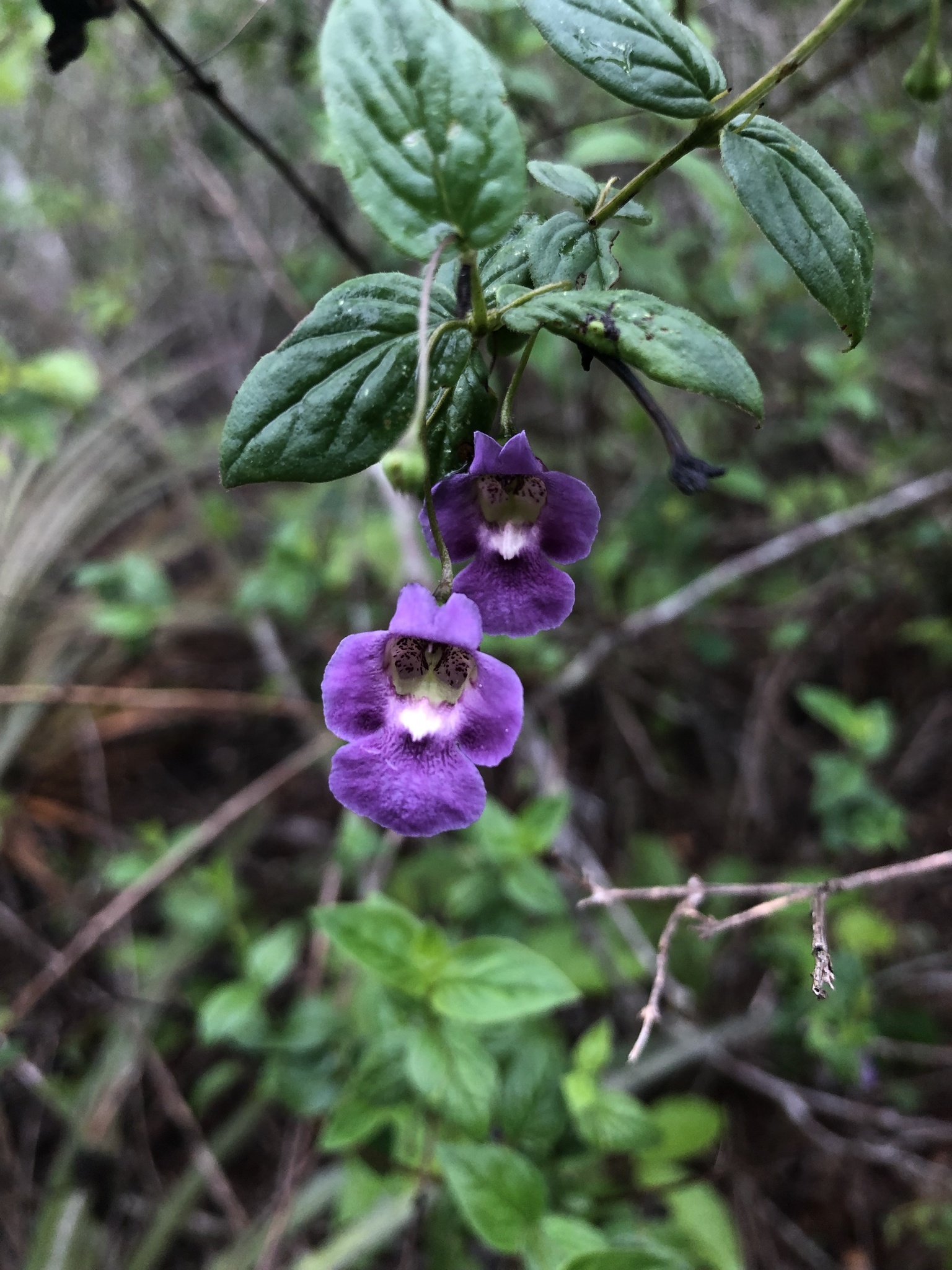 Angelonia campestris