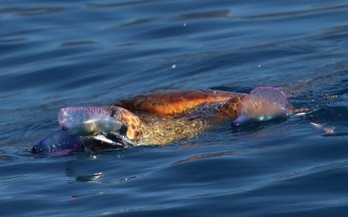 Photo of Loggerhead turtle (Caretta caretta)