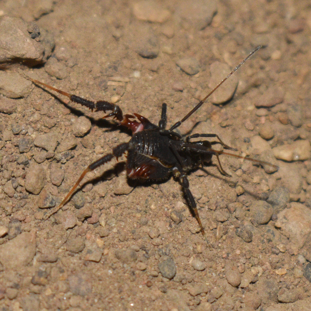 Nanophareus bosqenublado