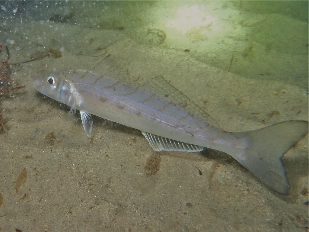 Bass strait whiting (Sillago bassensis) — Sillaginidae