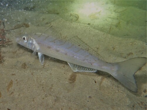 Bass strait whiting (Sillago bassensis) — Sillaginidae