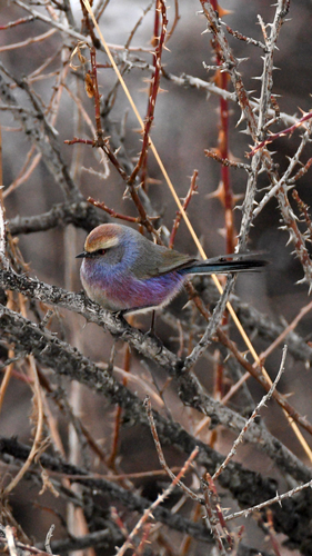 White-browed Tit-warbler (Leptopoecile sophiae), photo 3