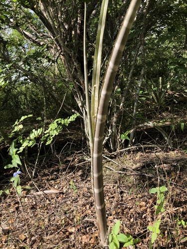 Foto de Caroá