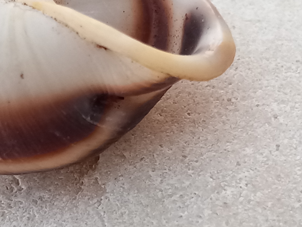 Cepolella definita