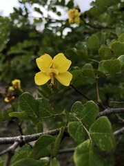 Cenostigma nordestinum, photograph Thomaz de Carvalho Callado, CC BY, iNaturalist via GBIF