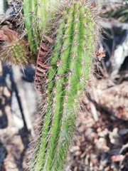 Pilosocereus