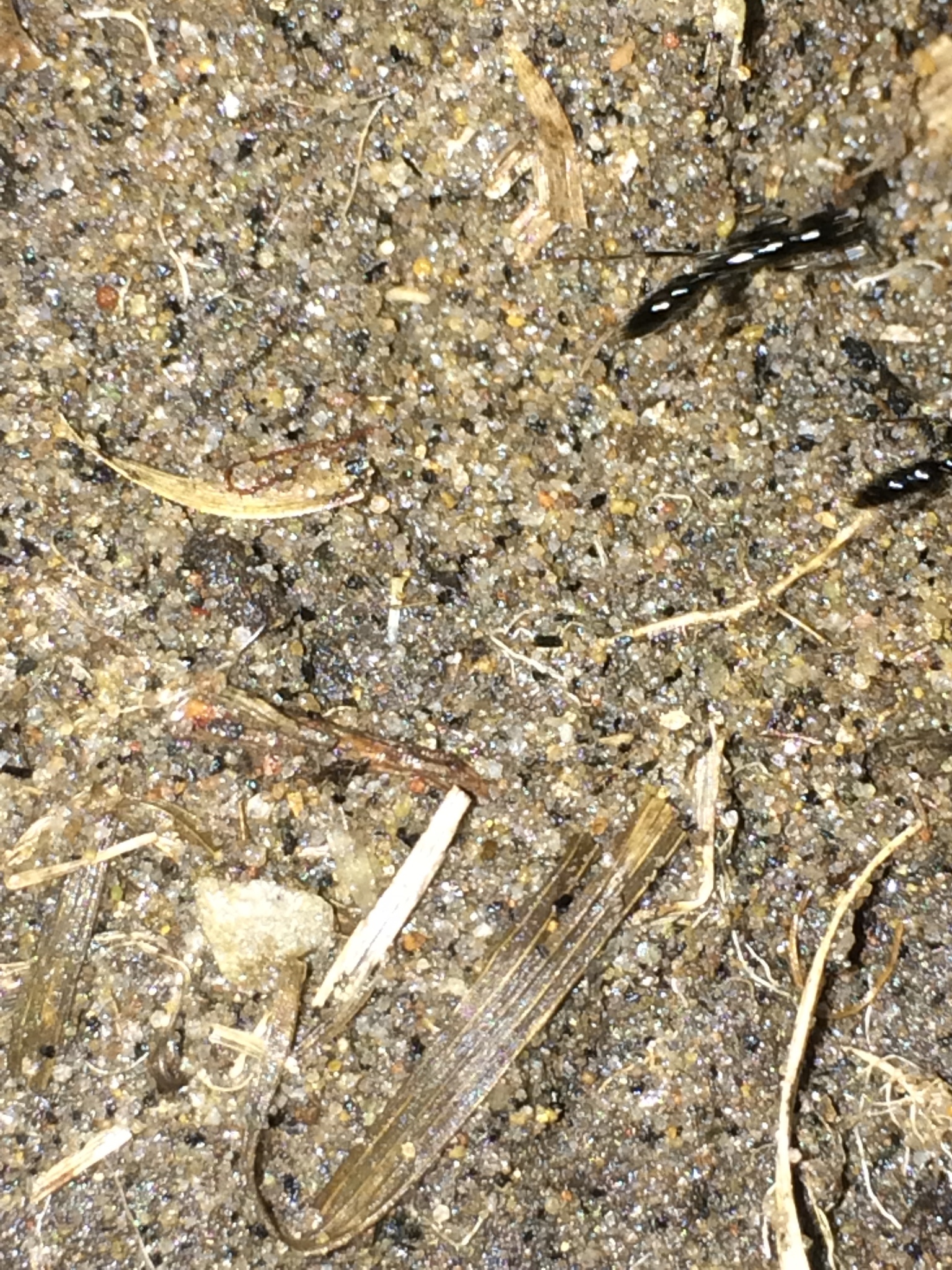 Leptogenys havilandi