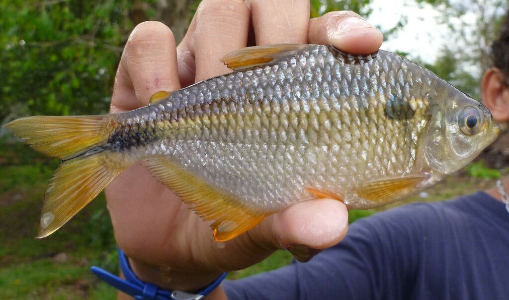 Robuuste astyanax-tetra (Astyanax validus) — Characidae