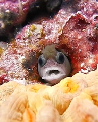 Image of Mccoskerichthys sandae