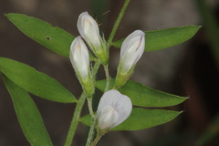 Vicia pubescens