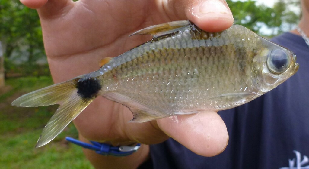 Moenkhausia moisae