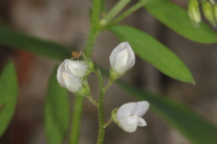 Vicia pubescens