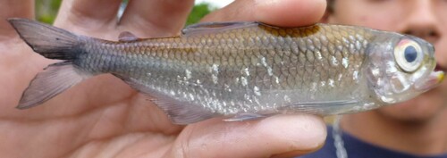 Tail-light tetra (Bryconops melanurus) — Iguanodectidae