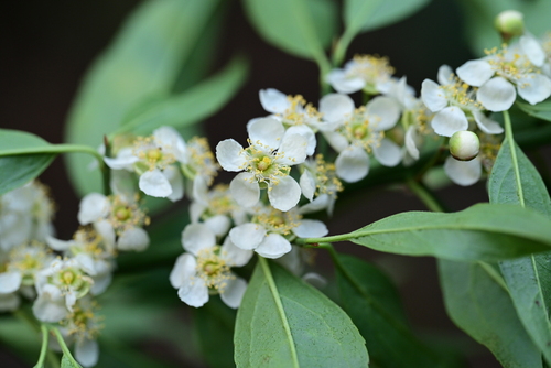 Prinsepia utilis Royle
