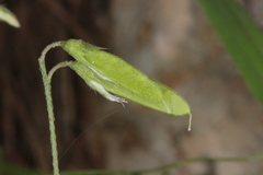 Vicia pubescens