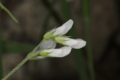 Vicia pubescens