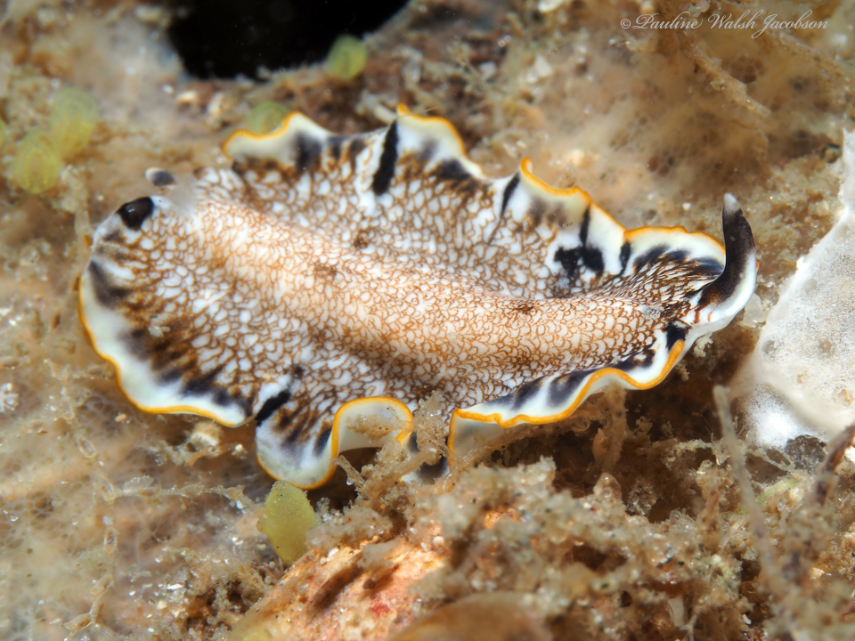 Prostheceraeus floridanus from Riviera Beach, FL, USA on September 6 ...