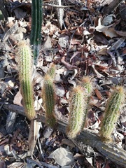 Pilosocereus