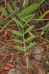 Vicia pubescens