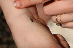 Molorchus bimaculatus