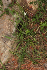 Vicia pubescens