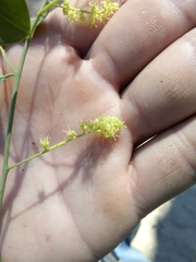 Agonandra racemosa