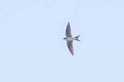Bahama Swallow (Tachycineta cyaneoviridis), photo 2