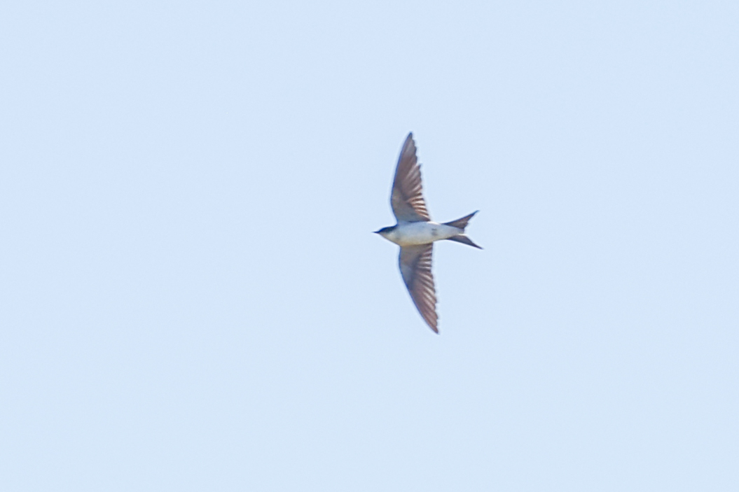 Bahama Swallow illustration