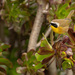 Saltmarsh Yellowthroat - Photo (c) Michael Long, some rights reserved (CC BY-NC), uploaded by Michael Long
