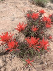 Castilleja scabrida scabrida