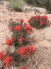 Castilleja scabrida scabrida