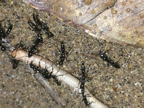 Leptogenys havilandiLeptogenys havilandi