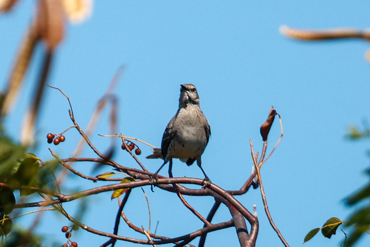 Bahama Mockingbird (Mimus gundlachii), photo 6