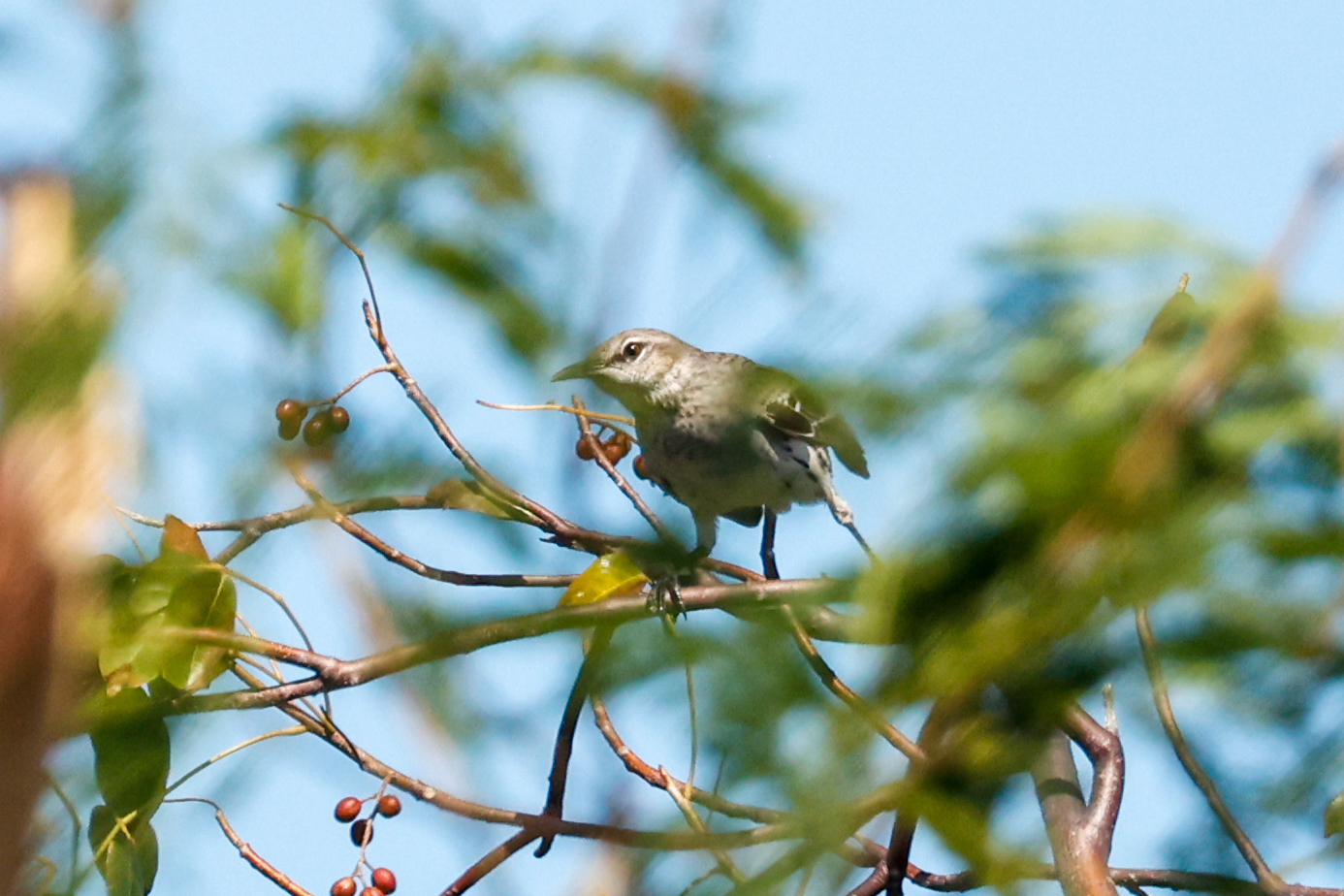 Bahama Mockingbird (Mimus gundlachii), photo 5