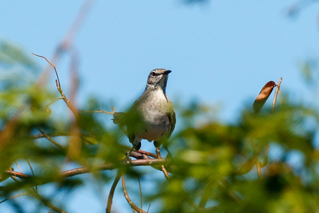 Bahama Mockingbird (Mimus gundlachii), photo 10