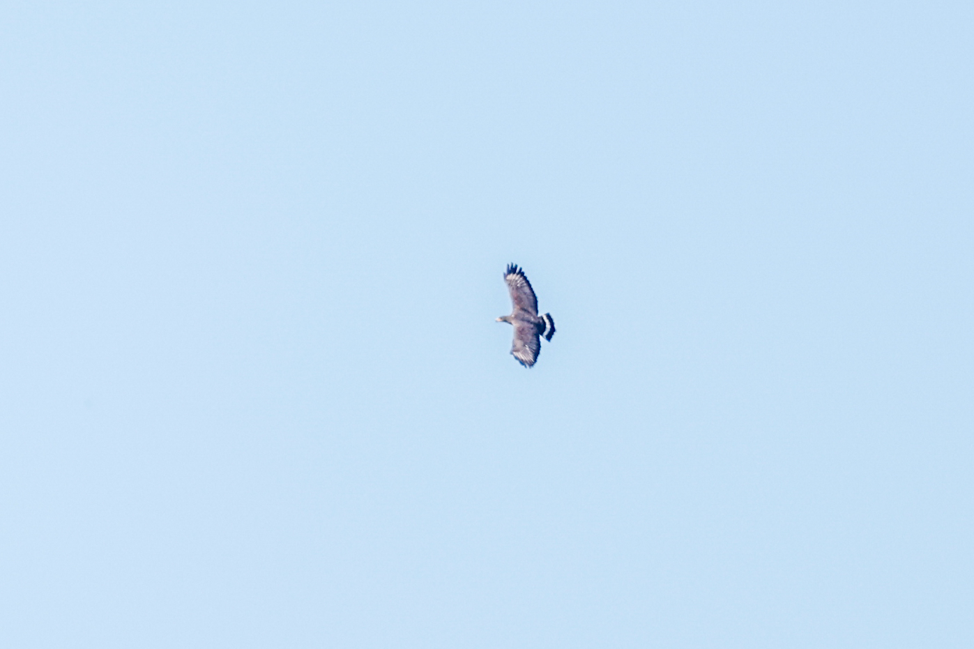 Cuban Black Hawk (Buteogallus gundlachii), photo 8