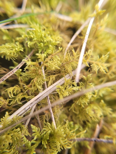 Image of Thuidium recognitum by (c) Bobo-X, some rights reserved (CC BY)