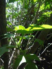 Montanoa grandiflora