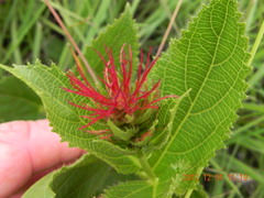Acalypha punctata