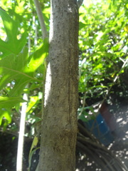 Montanoa grandiflora