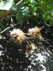 Montanoa grandiflora