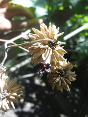 Montanoa grandiflora