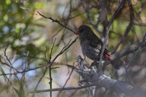 Red-eared Firetail (Stagonopleura oculata), photo 10